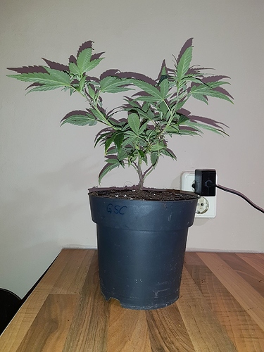 Growreport Bild 16