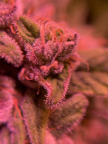 Growreport Bild 31