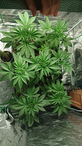 Growreport Bild 2