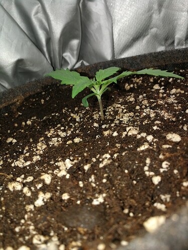 Growreport Bild 105