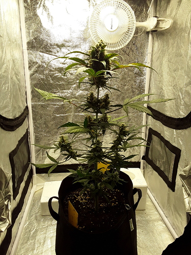 Growreport Bild 4