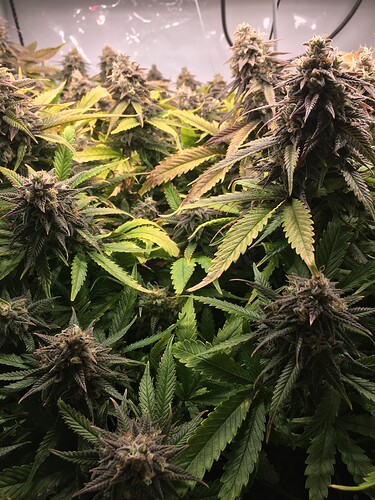 Growreport Bild 4
