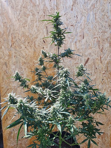 Growreport Bild 5