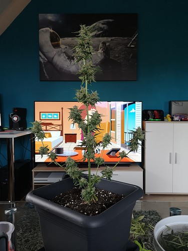 Growreport Bild 2