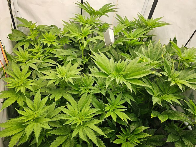 Growreport Bild 1
