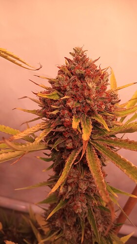 Growreport Bild 26
