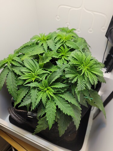 Growreport Bild 6