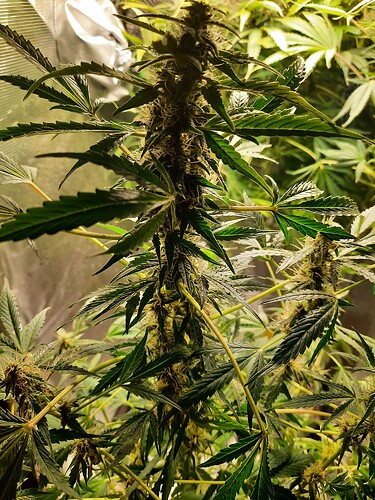 Growreport Bild 11