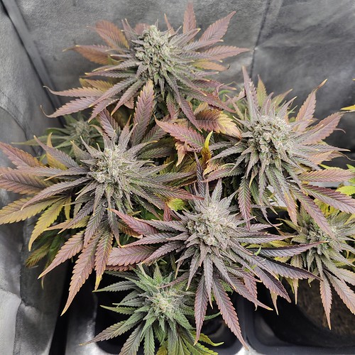 Growreport Bild 7
