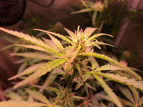 Growreport Bild 4