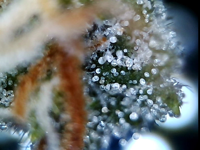 Growreport Bild 18