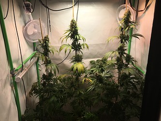 Growreport Bild 2