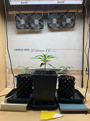Growreport Bild 1