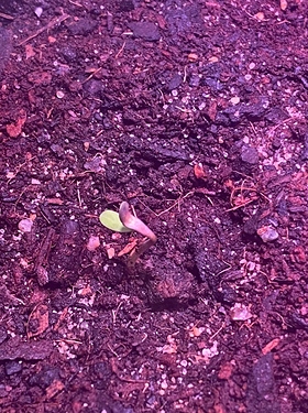 Growreport Bild 6