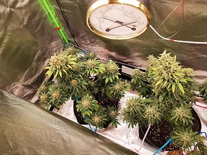 Growreport Bild 3