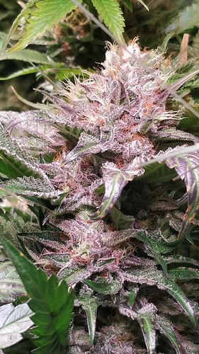 Growreport Bild 9