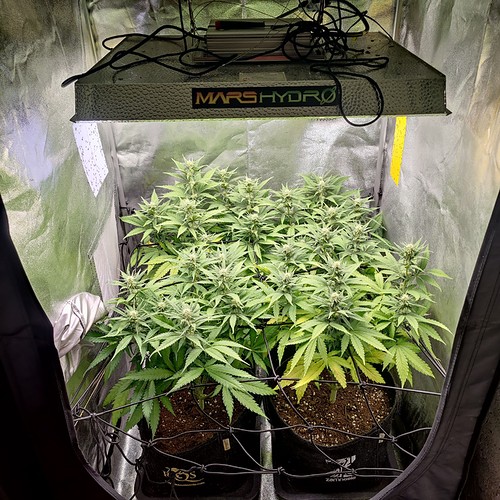 Growreport Bild 1