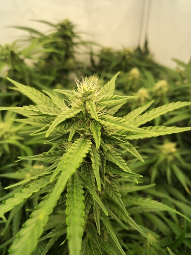 Growreport Bild 10