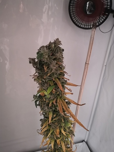 Growreport Bild 2