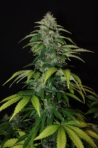 Growreport Bild 11