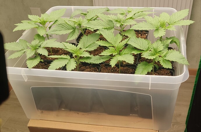 Growreport Bild 2