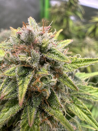 Growreport Bild 28