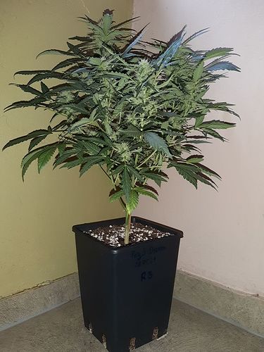 Growreport Bild 7