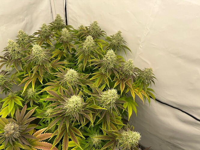 Growreport Bild 25