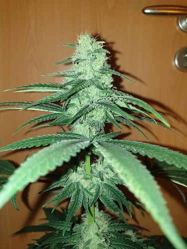 Growreport Bild 5