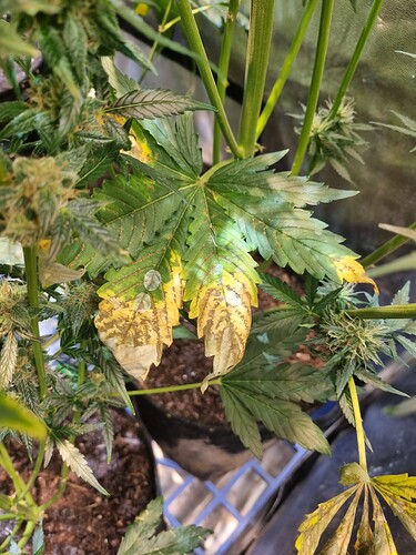 Growreport Bild 6