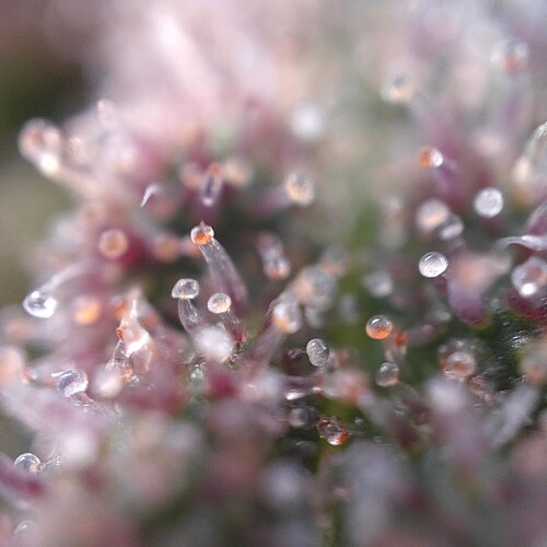 Growreport Bild 2