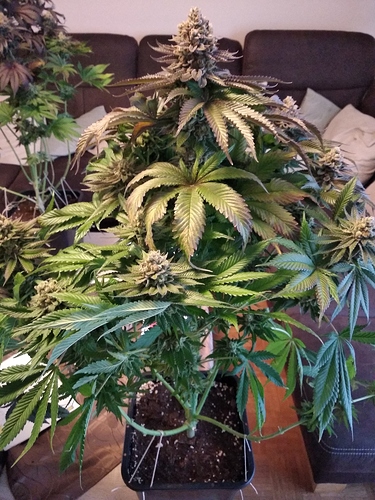 Growreport Bild 12