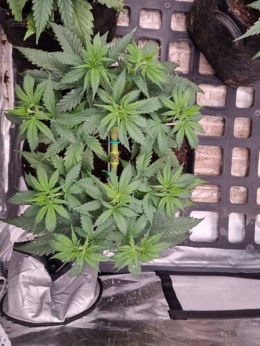 Growreport Bild 14