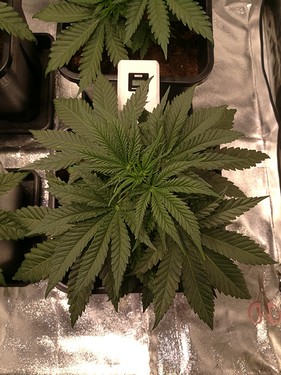 Growreport Bild 6