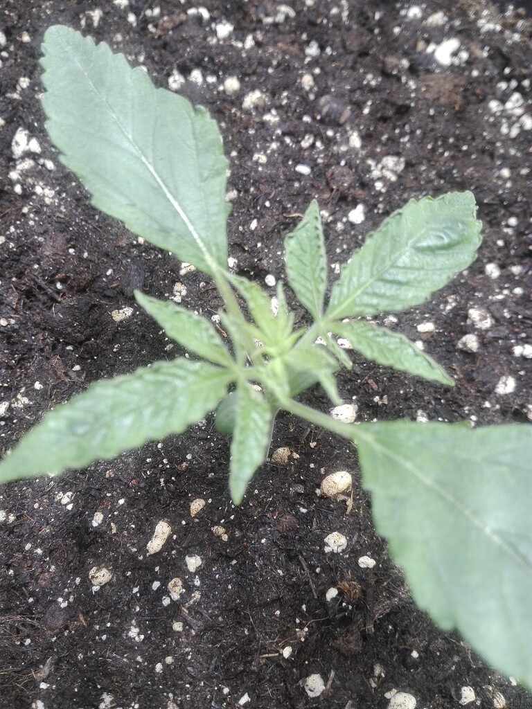 Neue Blätter bleiben seitlich eigerollt GrowProbleme Forum