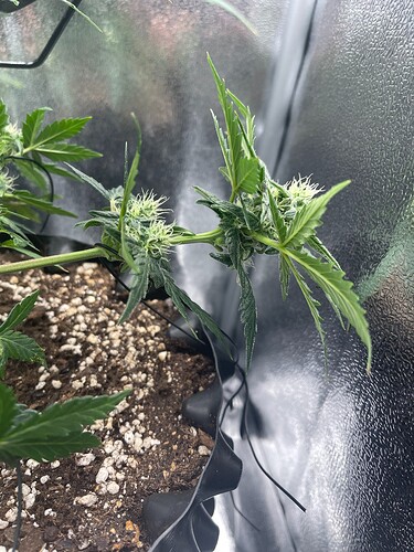 Growreport Bild 4