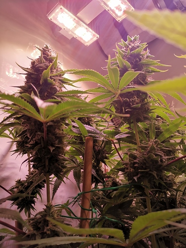 Growreport Bild 1