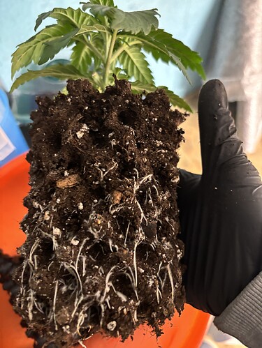 Growreport Bild 154