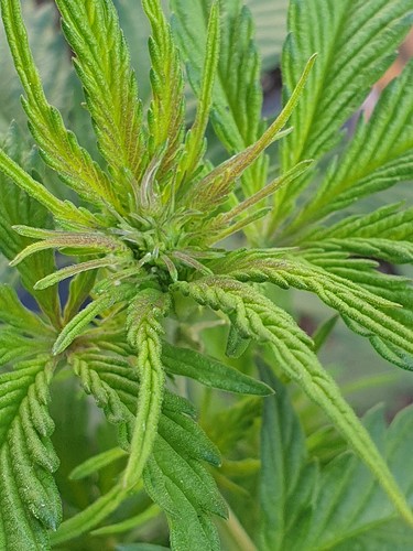 Growreport Bild 3