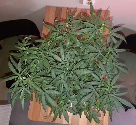 Growreport Bild 5