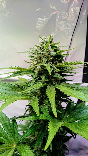Growreport Bild 11