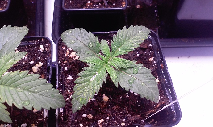 Growreport Bild 6