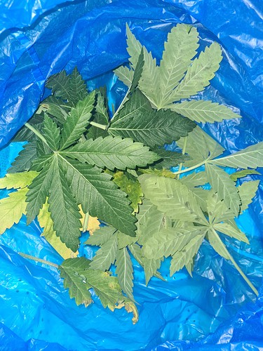 Growreport Bild 4