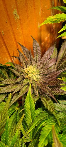 Growreport Bild 5