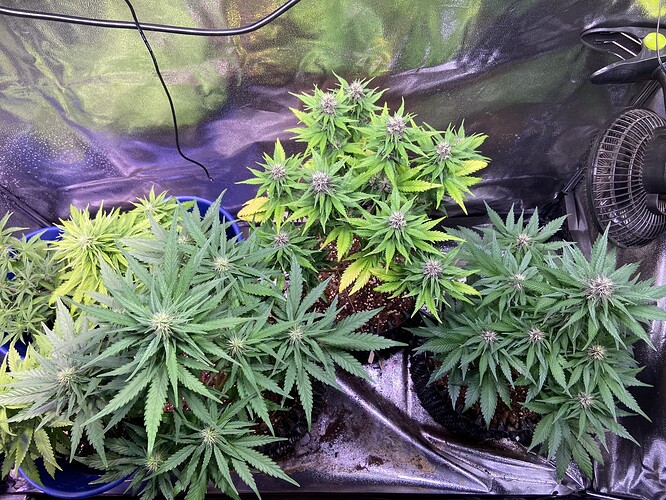 Growreport Bild 3