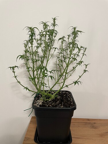 Growreport Bild 6