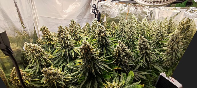 Growreport Bild 18