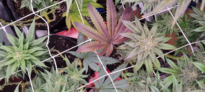Growreport Bild 30