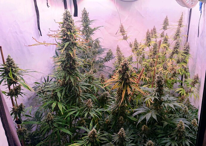 Growreport Bild 1