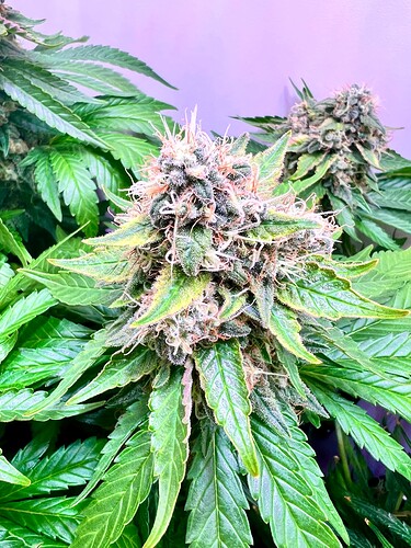 Growreport Bild 2